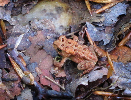American Toad on the Jenkins Mountain Trail at the Paul Smiths VIC